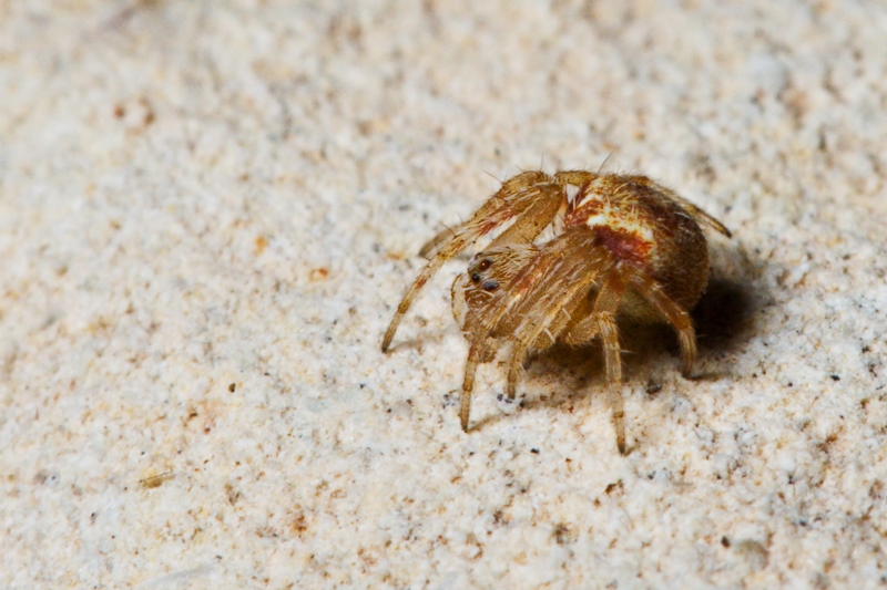 Araneus sturmi/triguttata